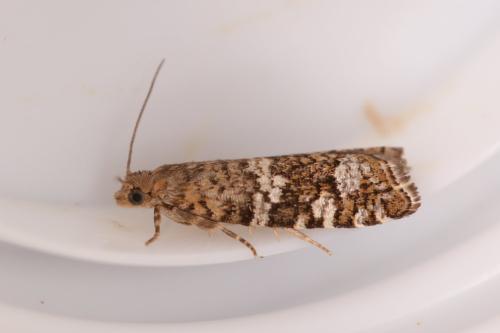 Epinotia fraternana